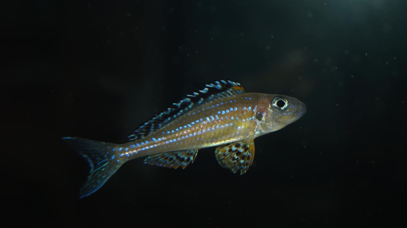 Xenotilapia papilio 'Tembwe (Deux)'